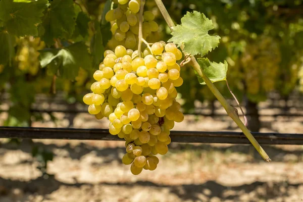 Campo de uvas, viñedo (Turquía Izmir Buca viñedo ) — Foto de Stock
