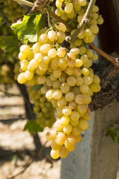 Campo de uvas, vinha (Turquia Izmir Buca vinhedo ) — Fotografia de Stock