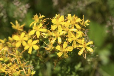 Hypericum çiçekler (Hypericum perforatum veya St John's wort) th