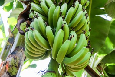 Muz ağacı muz, Alanya, Türkiye'nin büyüyen bir grup ile 