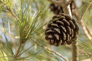Çam Ağacında Yeşilçam Külileri 