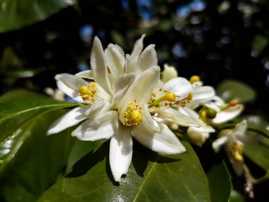 Portakal ağacının beyaz bahar çiçekleri görüntüsü