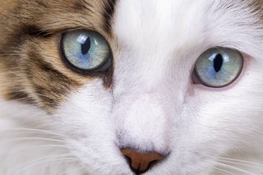 Evcil hayvan; sevimli kedi içeride. Ev kedisi. 