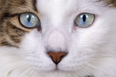 Evcil hayvan; sevimli kedi içeride. Ev kedisi. 