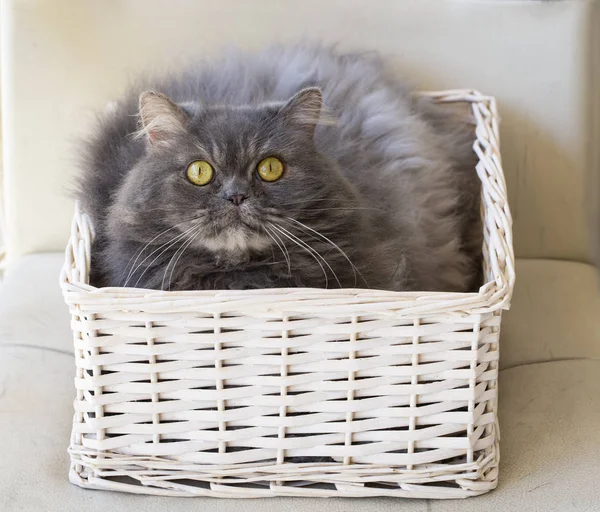 Pet animal; cute cat indoor. House cat. — Stock Photo, Image
