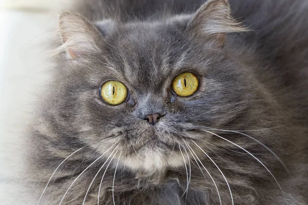 Haustier; niedliche Katze drinnen. Hauskatze. — Stockfoto