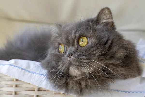 Haustier; niedliche Katze drinnen. Hauskatze. — Stockfoto