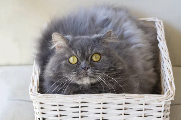 Haustier; niedliche Katze drinnen. Hauskatze. — Stockfoto