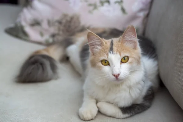 ペット動物、かわいい猫の屋内。猫番. — ストック写真