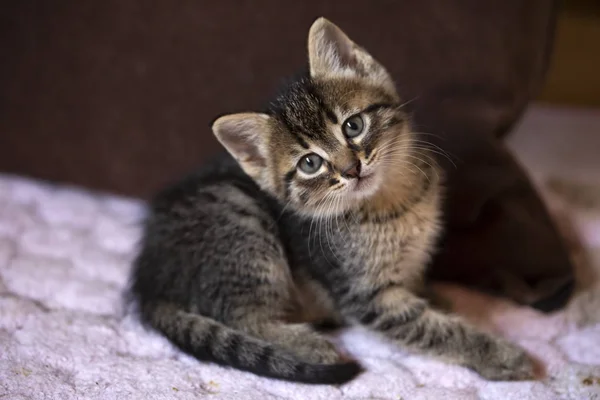 ペット動物、かわいい猫の屋内。猫番. — ストック写真