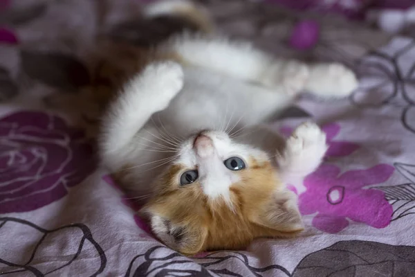 Huisdier; schattige kat binnen. Huiskat. — Stockfoto