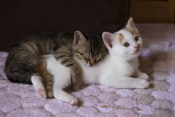 Állati állat; aranyos macska beltérben. Házi macska. — Stock Fotó