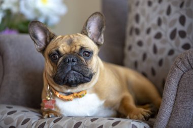 Evcil hayvan; sevimli köpek. Ev köpeği. 