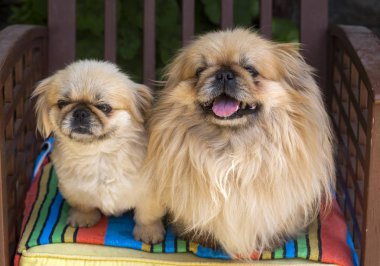Evcil hayvan; sevimli köpek. Ev köpeği. 