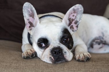 Evcil hayvan; sevimli köpek. Ev köpeği. 