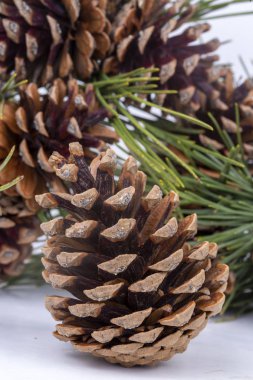 Taze çam kozalağı beyaz bakground izole.