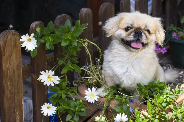 ペット動物;かわいい犬。家の犬. — ストック写真