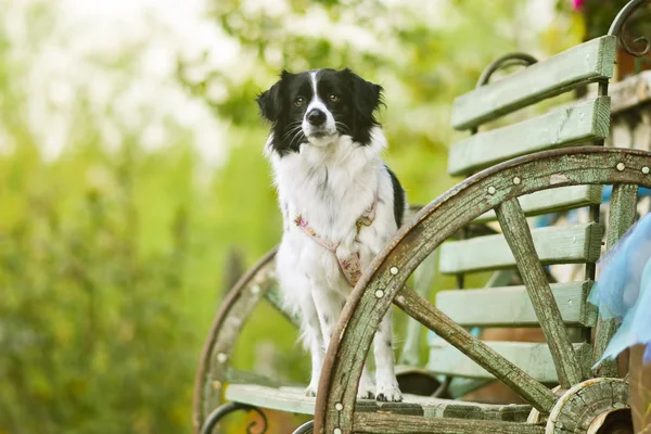 ペット動物;かわいい犬。家の犬. — ストック写真