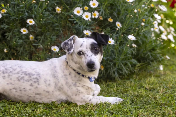 Evcil hayvan; sevimli köpek. Ev köpeği. — Stok fotoğraf