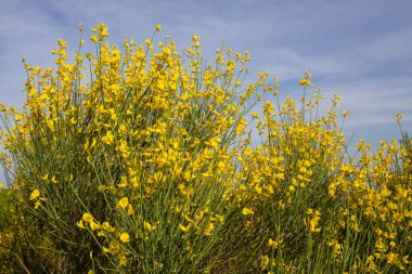 Sarı İspanyol Süpürgesi (Spartium junceum), Akdeniz bölgesi