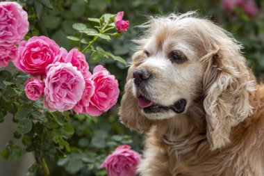 Evcil hayvan; sevimli köpek yüz portre fotoğraf.