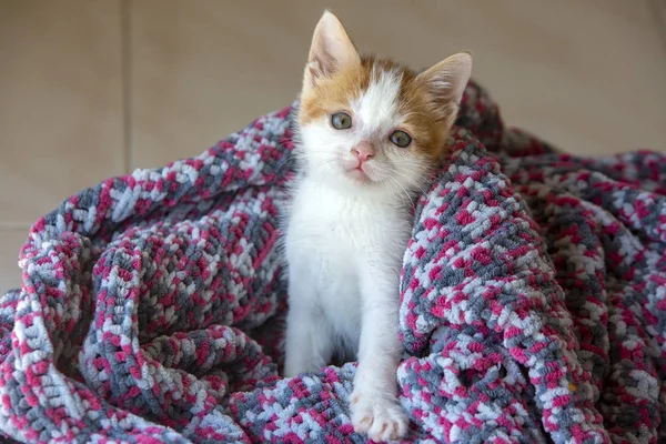 Gezelschapsdieren; Down syndroom kitten kat indoor. — Stockfoto