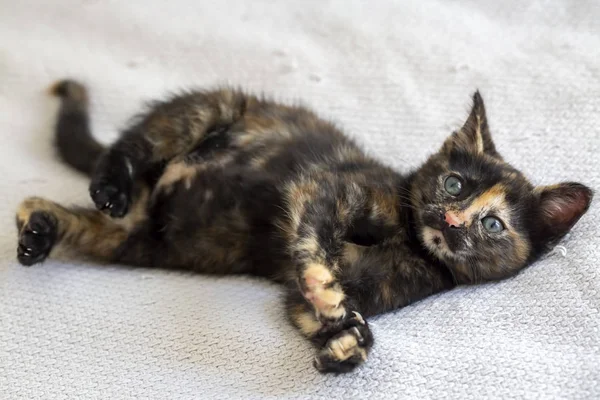 ペット動物;カリコかわいい子猫猫屋内孤立 — ストック写真