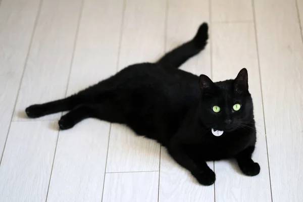 Animal de estimação; gato bonito, gato preto interior — Fotografia de Stock