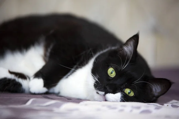Gezelschapsdieren; schattige kat, Tuxedo kat indoor — Stockfoto