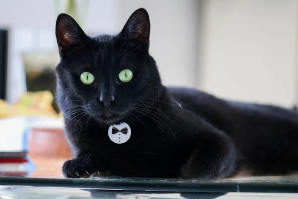 Animal de estimação; gato bonito, gato preto interior — Fotografia de Stock