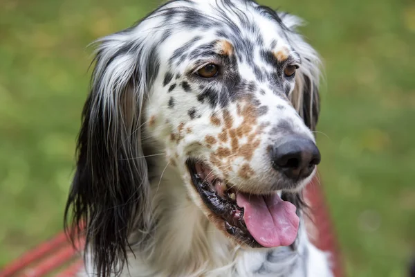Evcil hayvan; sevimli köpek yüz portre fotoğraf.