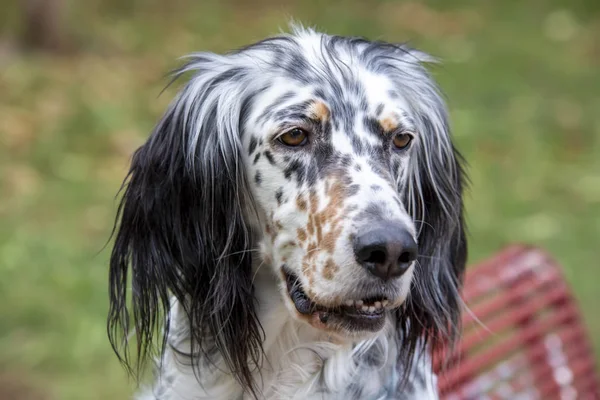 Κατοικίδιο ζώο; χαριτωμένο σκυλί πρόσωπο πορτρέτο φωτογραφία. — Φωτογραφία Αρχείου