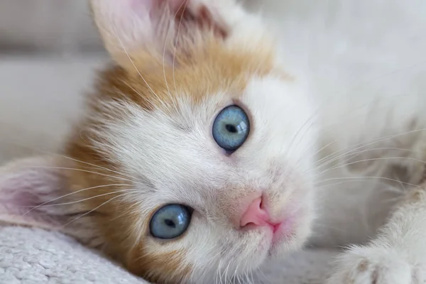 Çok meraklı güzel bir bebek kedi — Stok fotoğraf