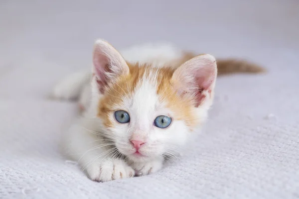 Un hermoso bebé gato que es muy curioso —  Fotos de Stock