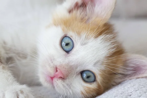 Portrét Roztomilého Malého Nadýchaného Koťátka — Stock fotografie