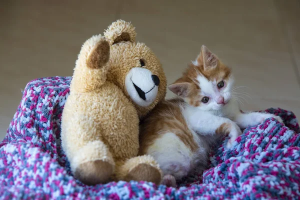 Cat Down Syndrome Images Libres De Droit Photos De Cat Down Syndrome Depositphotos Cat Down Syndrome Images Libres De Droit Photos De Cat Down Syndrome Depositphotos