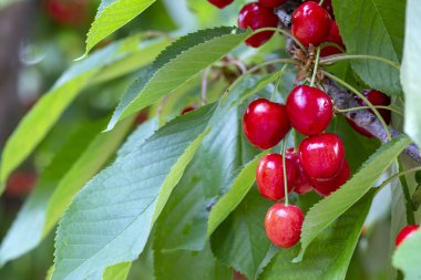 Yaprak lı ve saplı kiraz. Yaprakları ve sapları ile Kiraz. 