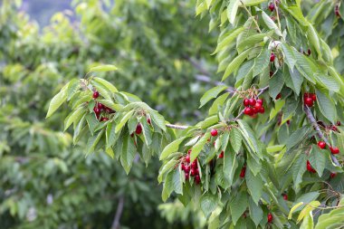 Yaprak lı ve saplı kiraz. Yaprakları ve sapları ile Kiraz. 