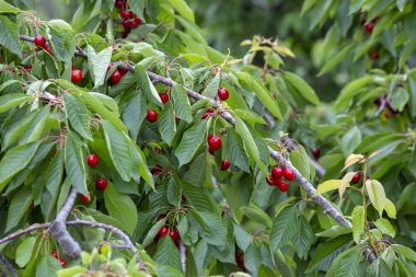 Yaprak lı ve saplı kiraz. Yaprakları ve sapları ile Kiraz. 
