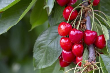 Yaprak lı ve saplı kiraz. Yaprakları ve sapları ile Kiraz. 