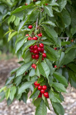 Yaprak lı ve saplı kiraz. Yaprakları ve sapları ile Kiraz. 
