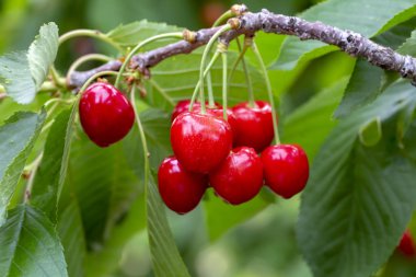 Yaprak lı ve saplı kiraz. Yaprakları ve sapları ile Kiraz. 