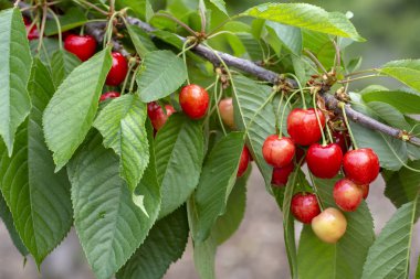Yaprak lı ve saplı kiraz. Yaprakları ve sapları ile Kiraz. 