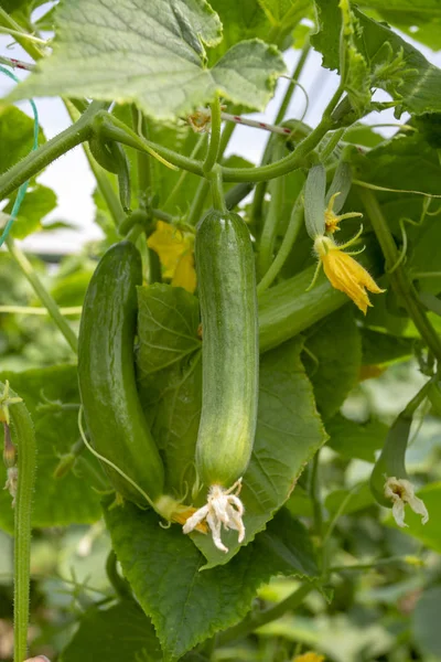 Green cucumber growing in field vegetable for harvesting. — Stock Photo, Image