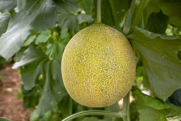 Melon or cantaloupe melons growing in supported by string melon — Stock Photo, Image