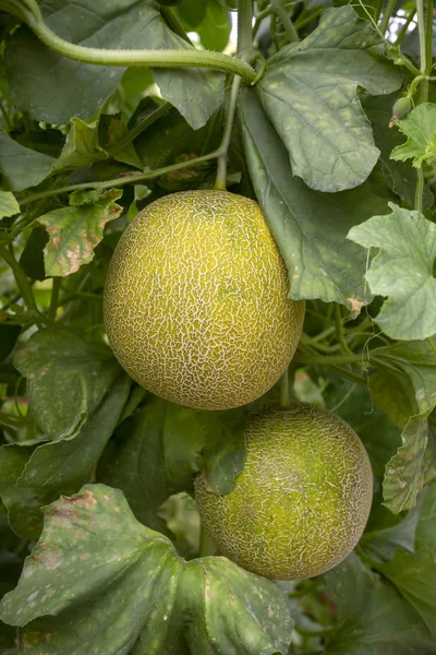 Melon or cantaloupe melons growing in supported by string melon