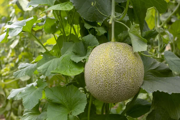 Melon or cantaloupe melons growing in supported by string melon