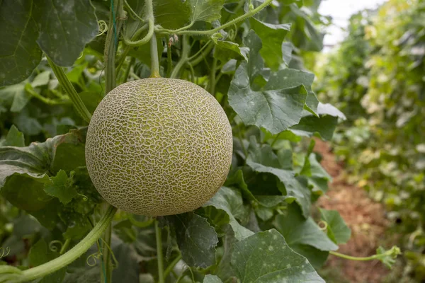 Melon or cantaloupe melons growing in supported by string melon