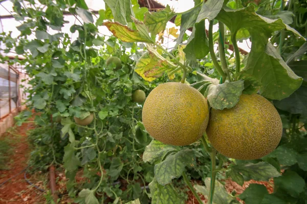 Melón o melón melón que crece con el apoyo del melón de cuerda — Foto de Stock