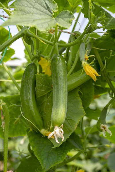 Grüne Gurken wachsen im Feldgemüse für die Ernte. — Stockfoto